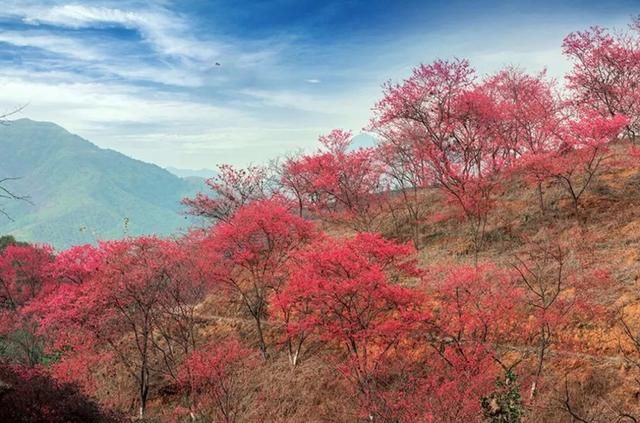 3月，中国哪个地方的春花最美？