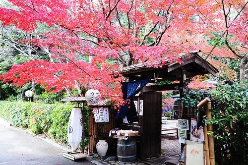 日本爆发“菜荒”，中国网友：发家致富就靠去日本卖菜了！