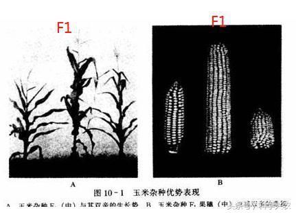 为什么现在的农作物不自己留的种子，而买种子公司的种子？