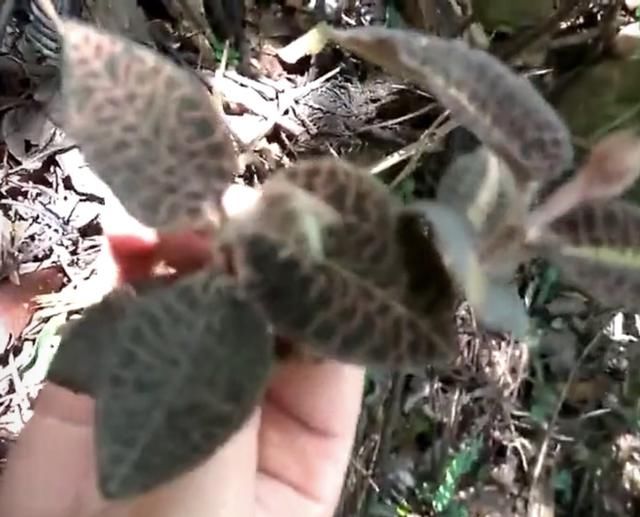 农民山上挖金钱草,学名金线莲!晒干一斤高达