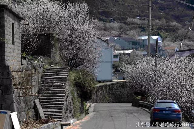 宁波四明山上这个神秘村庄，被樱桃花包围，如同世外桃源