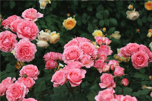 月季秋剪有3窍门,秋剪剪得准,月季唰唰开花,爆