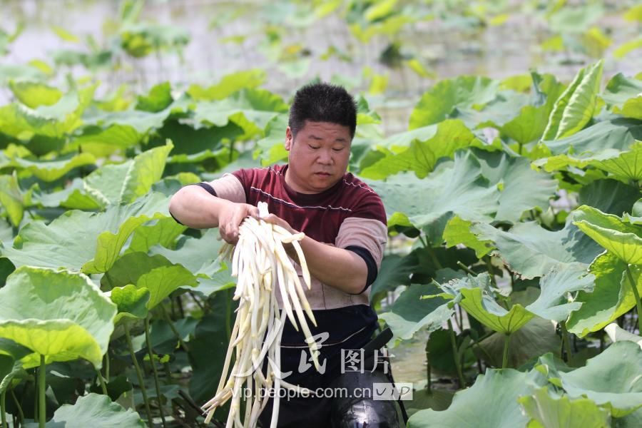 湖南道县:初夏时节采藕尖供市场