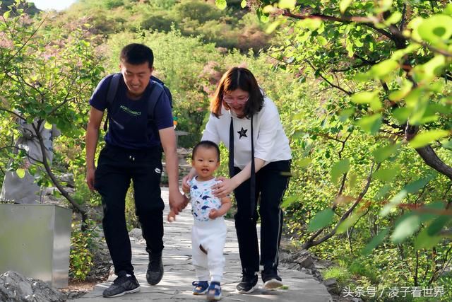 黄栌的春天比红叶更美，五月黄栌花开了，赶快来赏花吧