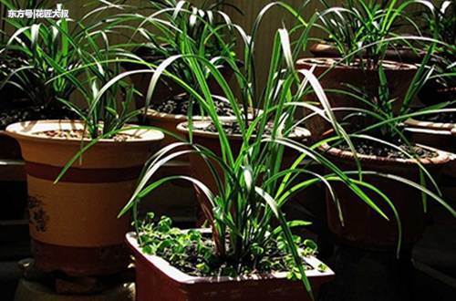 光照不太多的阳台适合养什么花 光照不太多的