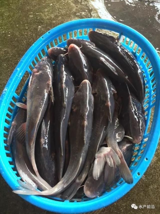 鳜鱼、黄颡鱼跌破成本价!广东加州鲈领涨全国!生鱼回落0.2元\/