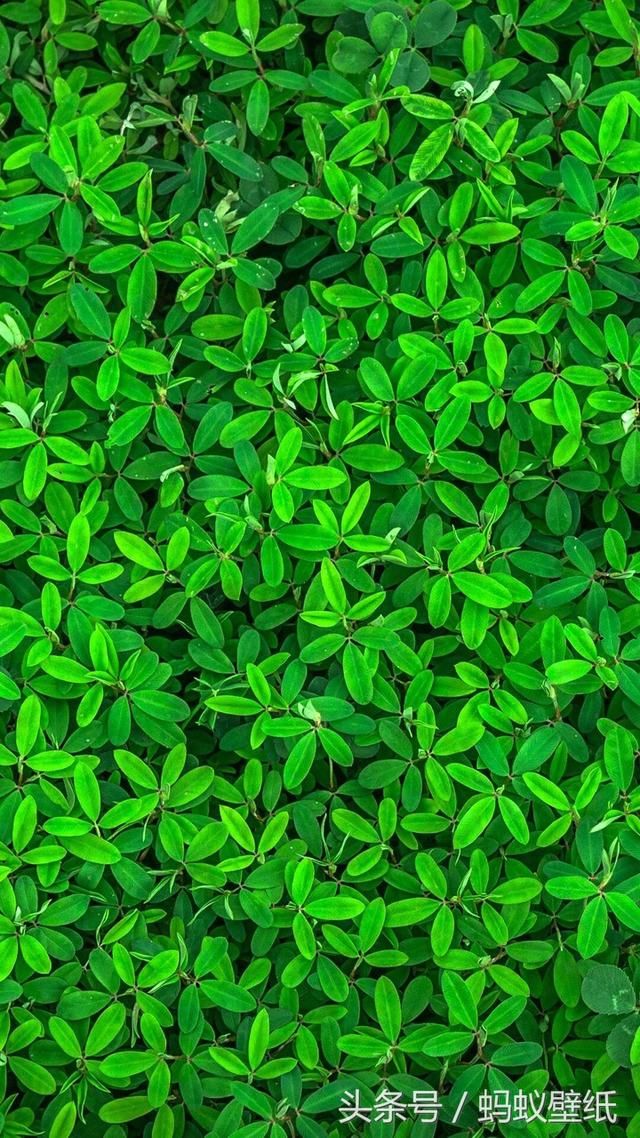 壁纸――护眼、养眼,绿色手机壁纸!免费送你!