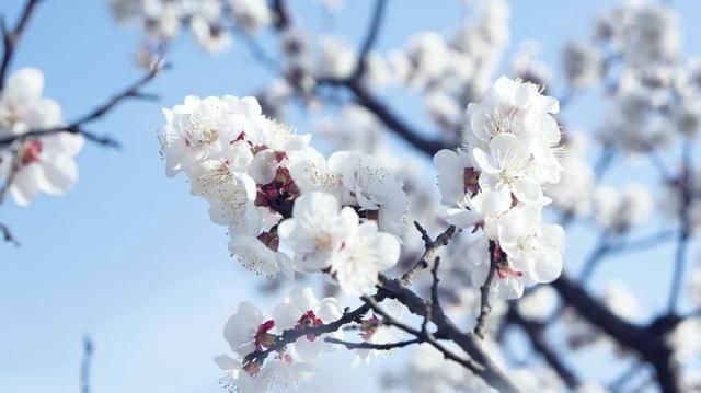 3月一到, 桃花满天飞! 能找到真爱, 双宿双飞的生肖!