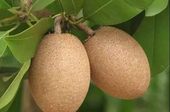 给在三亚过年的哈尔滨人,据说这些是当地人最爱的特色美食!