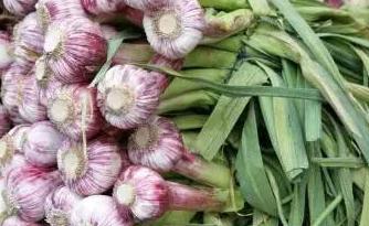 大蒜放几天就发芽了,如何防止大蒜发芽?