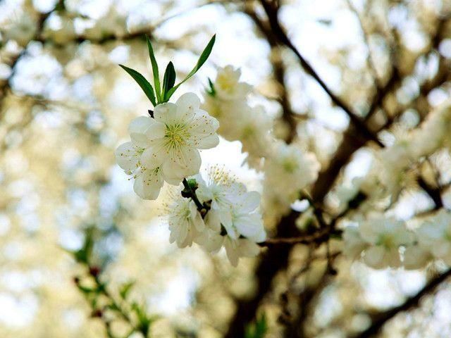 3月赏花之旅:这里的花花世界让游人流连忘返