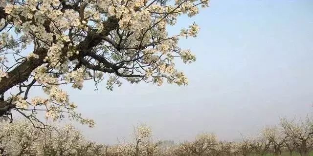 【每月在路上】三月,送你最in的赏花攻略,十大赏花胜地,愿你不