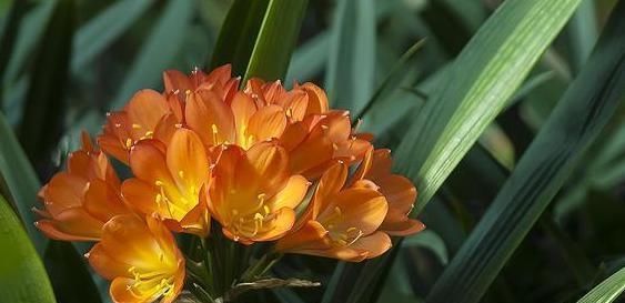 花没有肥料怎么养