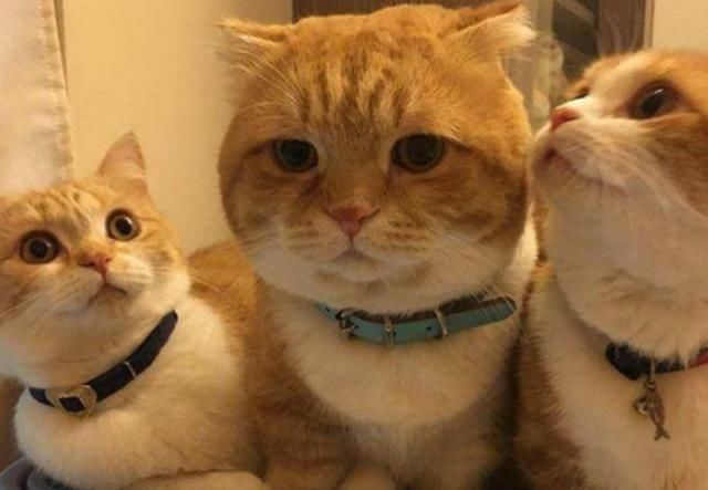 3只橘猫明明是同胎生,但其中一只却硬生生胖2