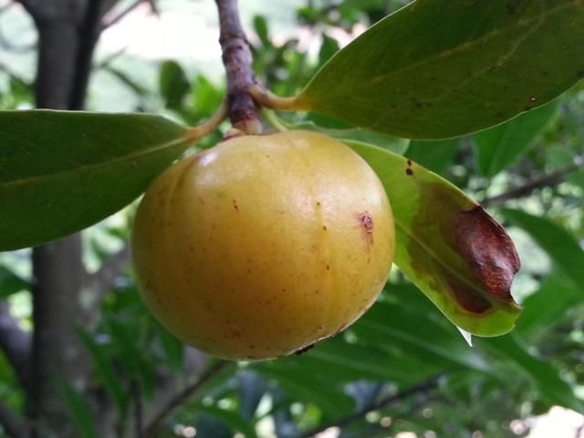 这金黄金黄的野果,你吃过吗