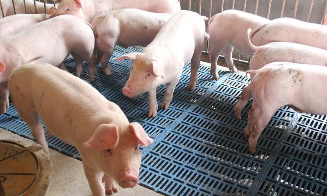 现在猪肉生猪价格