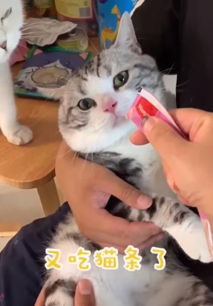 主人戏弄猫咪不给零食,猫咪委屈钻怀里闹别扭:你肯定是不爱我了 百乐宫国际娱乐