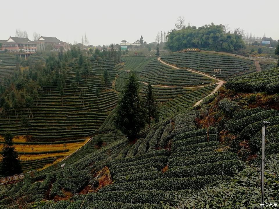 参观牛碾坪万亩观光茶