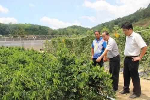 80后农民农村种野菜10亩地1年纯赚30万 他的菜20元1斤 全年可采收