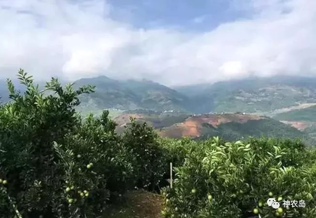 走进褚橙基地，探寻褚橙从600亩到40000亩品质如一的秘密！