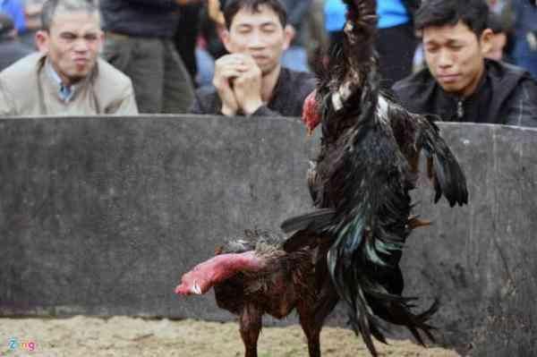 越南春节斗鸡大赛场面异常激烈，吸引众多民众欣赏观看