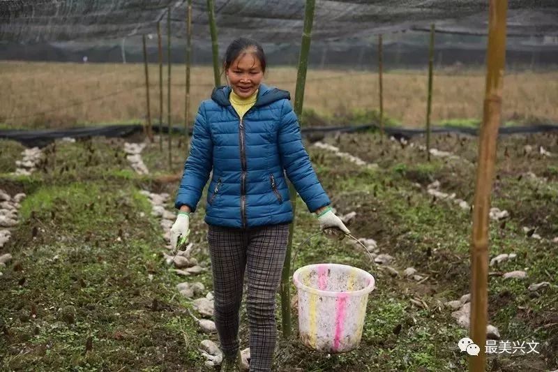 牛!宜宾这种菌子一斤能卖1000多元!刚刚大丰收!