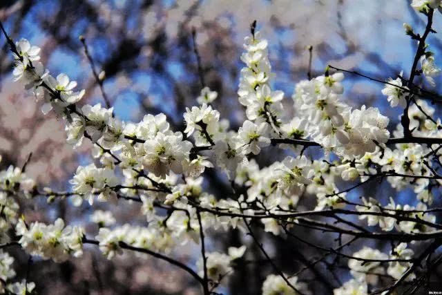 千亩李花竞相怒放，美得不像话！