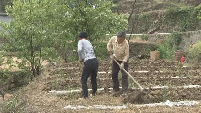 鱼泉街道：发展中药材种植 托起村民致富梦