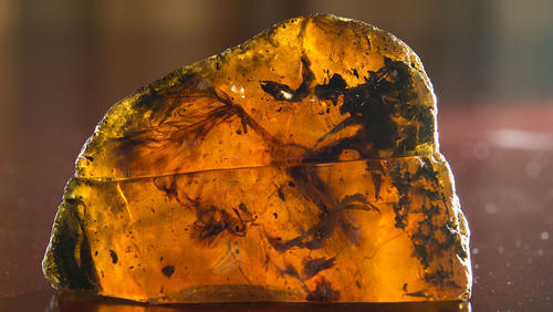 古生物学家发现一亿年前世界上首批三维保存的