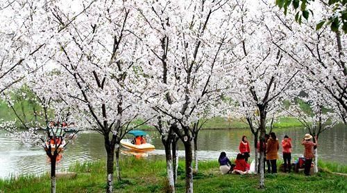 不负春光好时节，全国10大最美赏花地拿走不谢~~