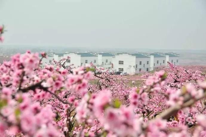 快收下这份湖北“醉美”赏花攻略，让花海承包你的整个春天