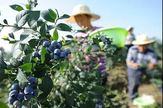 向往的生活来了！大杭州这个地方能让你一口仙气吸到饱！四季蔬果