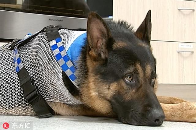 新西兰警犬追逐罪犯遭割喉 垂危之际获“战友”输血相救