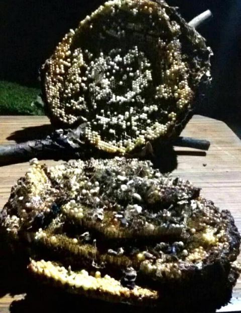 大树上摘掉马蜂窝,山妹子巧手做出吃不到的美