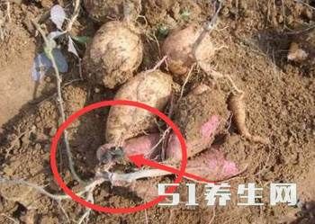 这2种食物含大量“毒素”，高温都烫不死，损害肝脏！赶紧别吃了