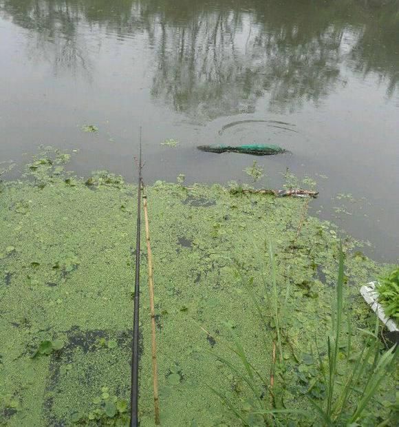 池塘鱼越养越少,原来小鱼都被大鱼吃了,同类相