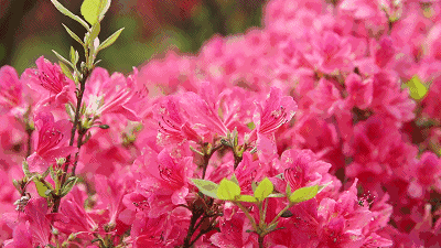 震撼!山川峡谷映山红,绵延数公里!
