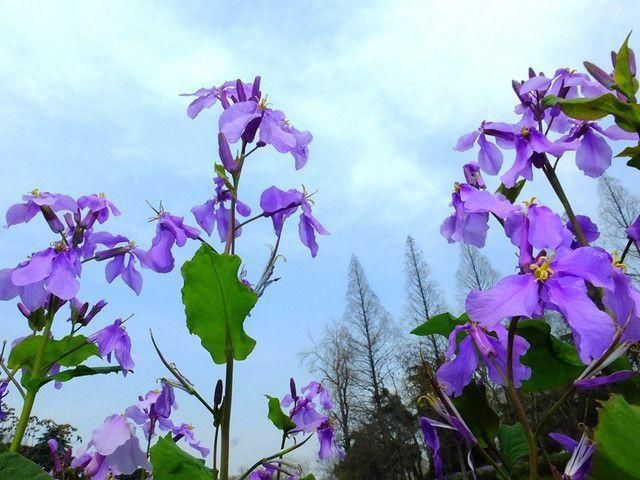 3月赏花之旅:这里的花花世界让游人流连忘返