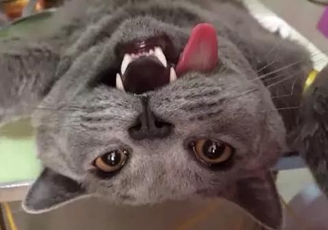 猫咪做完绝育手术,伸着舌头一动不动,兽医说正