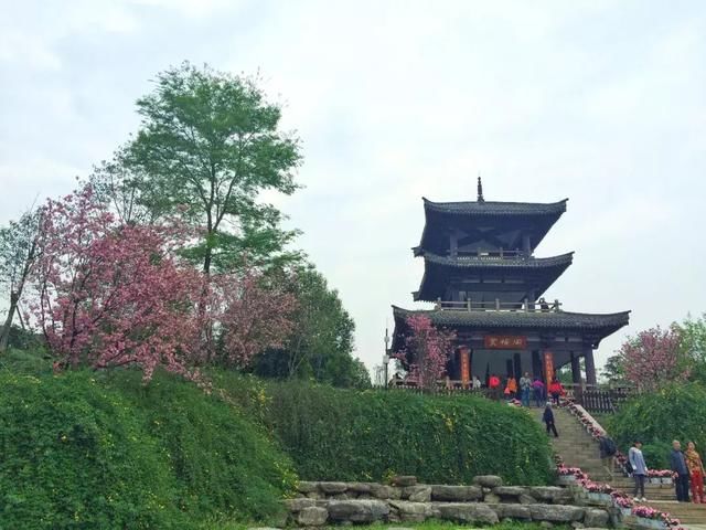 青白江凤凰湖的樱花终于开了，门票免费，再也不用去日本看樱花啦