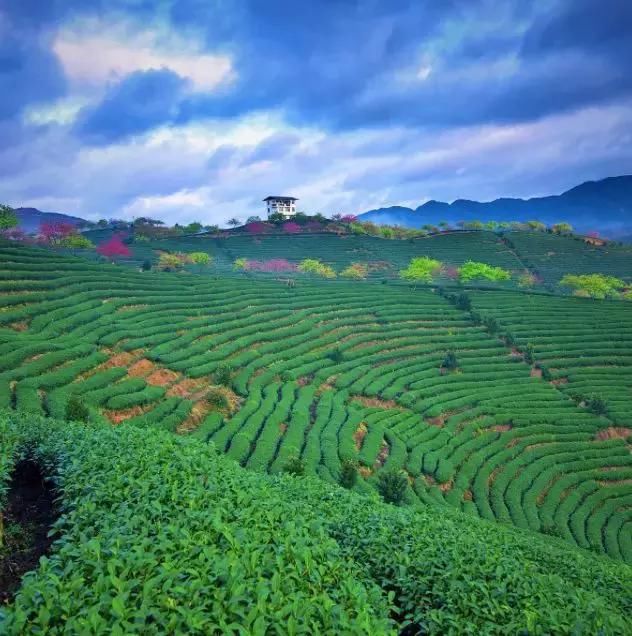 没有厦门小清新的海，却在万亩茶园间私藏了一片樱花海