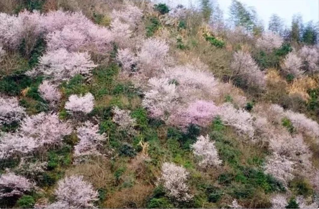 这几个江浙沪新晋网红村，堪称内地版吉野山和小婺源，避开人潮赏