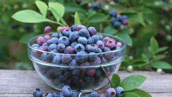 世界粮农组织推荐的五大健康水果之一蓝莓,作