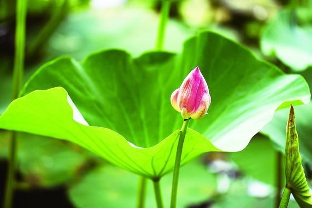 长春南湖公园今年荷花为啥开得少 专家:跟春季