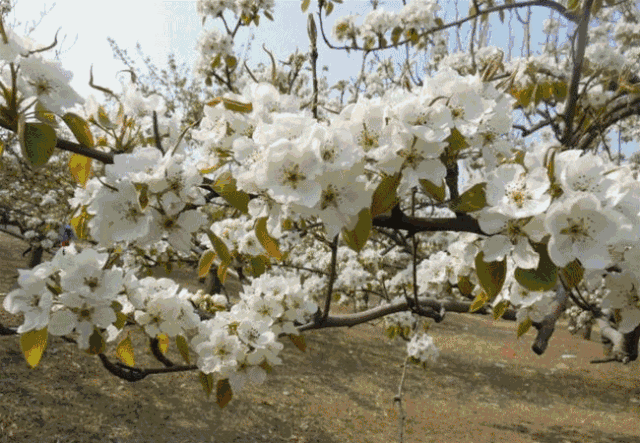玉溪最全赏花攻略来了，花海之约不要错过!