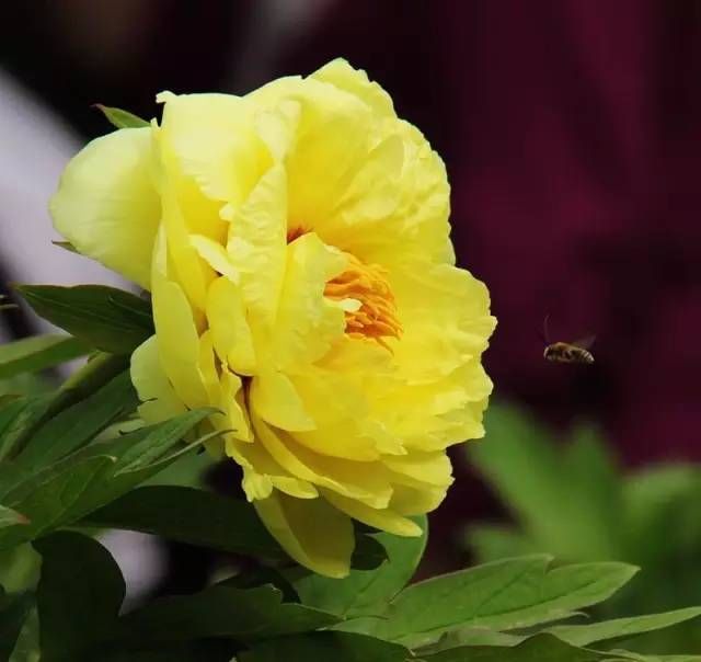 清明节小长假不知道去哪玩?郑州周边1-3日游线