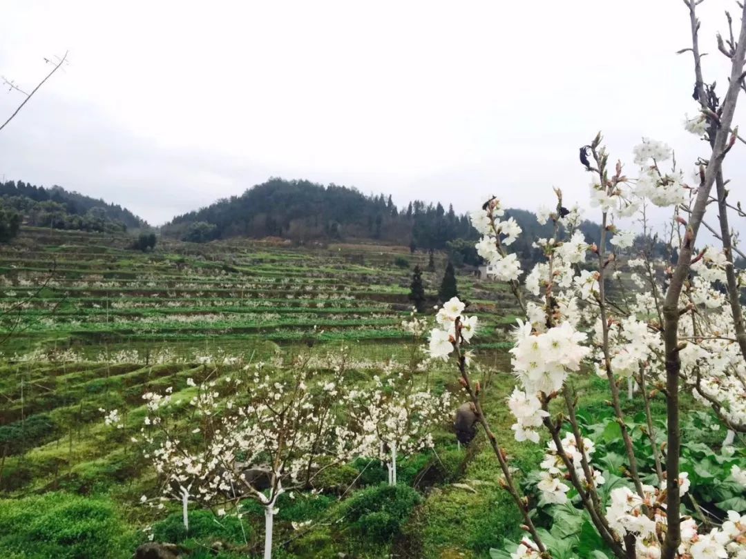 春游赏花踏青的看过来，自驾路线、交通提示在这里！