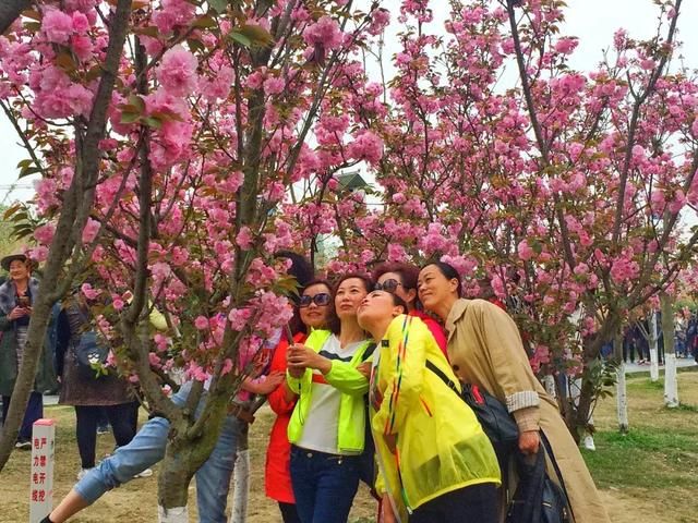 青白江凤凰湖的樱花终于开了，门票免费，再也不用去日本看樱花啦