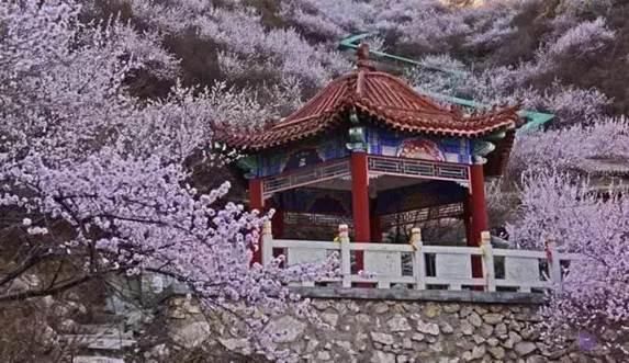 清明踏青赏花何处去？这份赏花地图请收好！