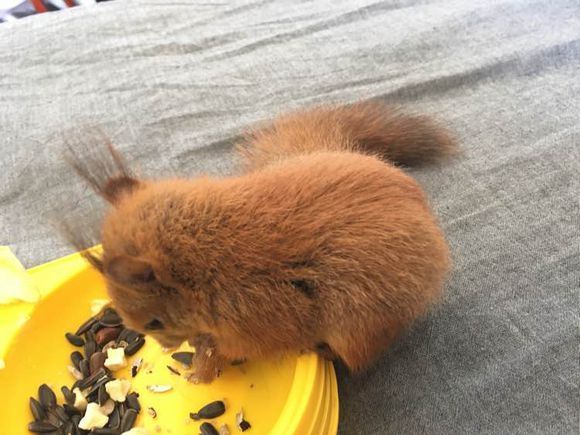 松鼠宠物价格多少钱 t01729d8510309e818e.jpg